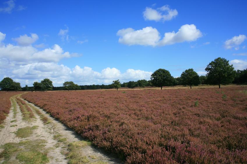 Landgoed Het Grote Zand 6 - foto 17