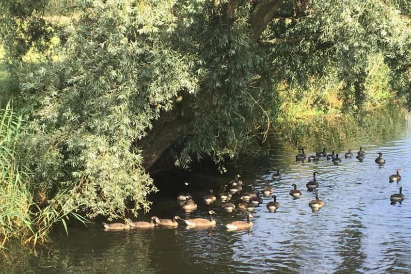 De oude stal - foto 23