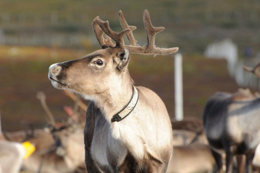 Gemütliches Blockhaus mit Kamin im Oviksfjäll - foto 19