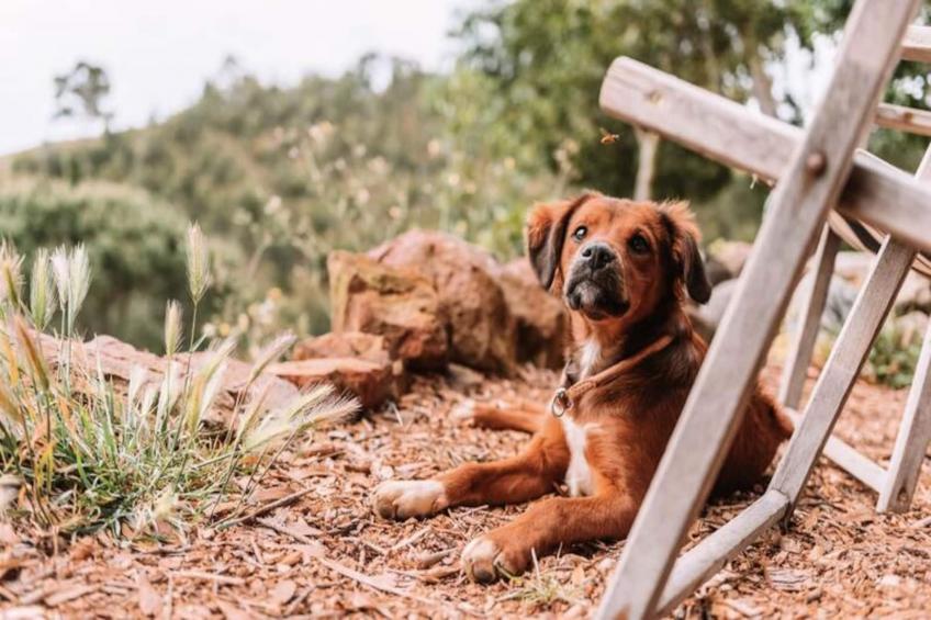 The Lemon Lodge - Ziggurat Suite - foto 23