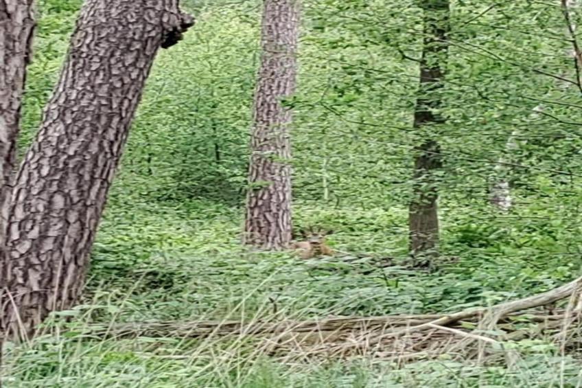 Grande Large - foto 36