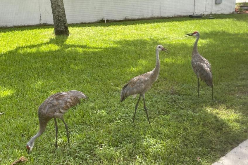 Familienfreundliche Villa nahe der Disney-Parks - foto 43