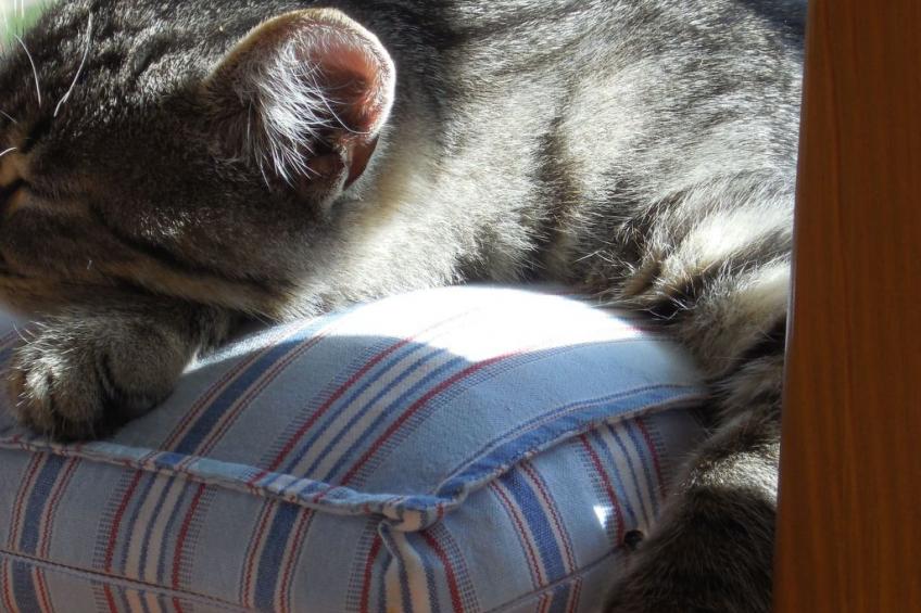 Behagliches Ferienhaus mit Garten inmitten eines - foto 19