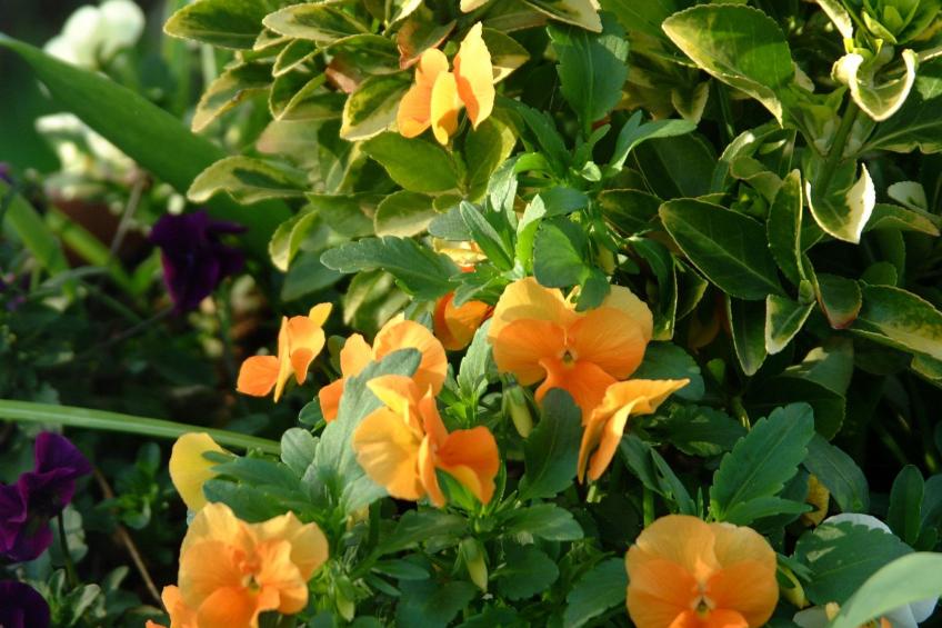 Apartment Le Jardin mit Privatparkplatz - foto 44