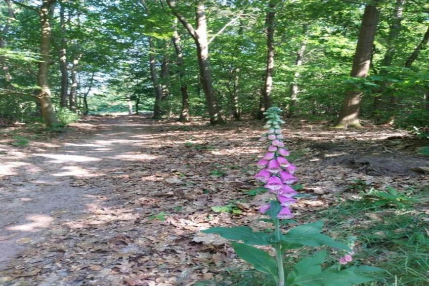 Resort Drentse Weelde 1 - foto 28