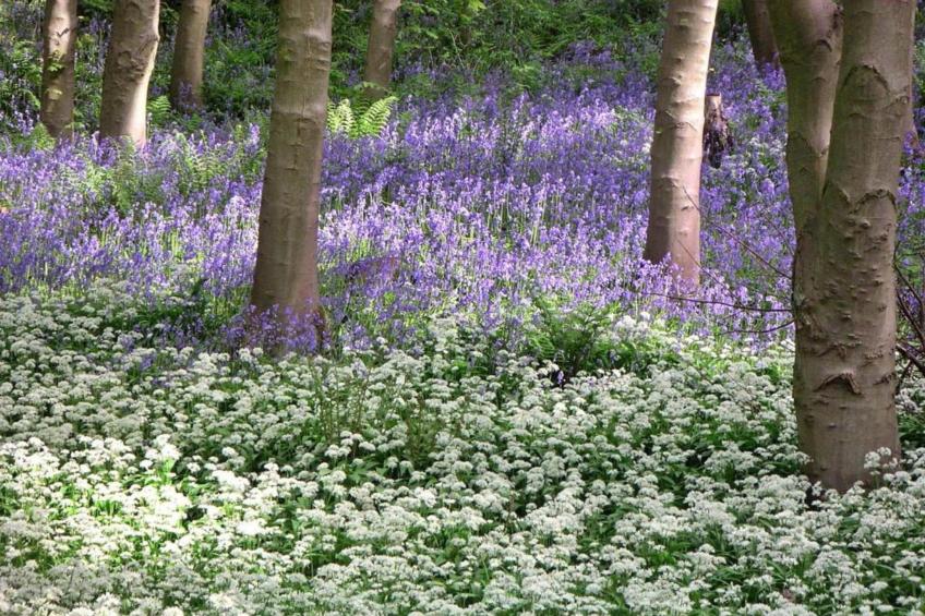 Ingleby Manor - Manor Cottage - foto 23