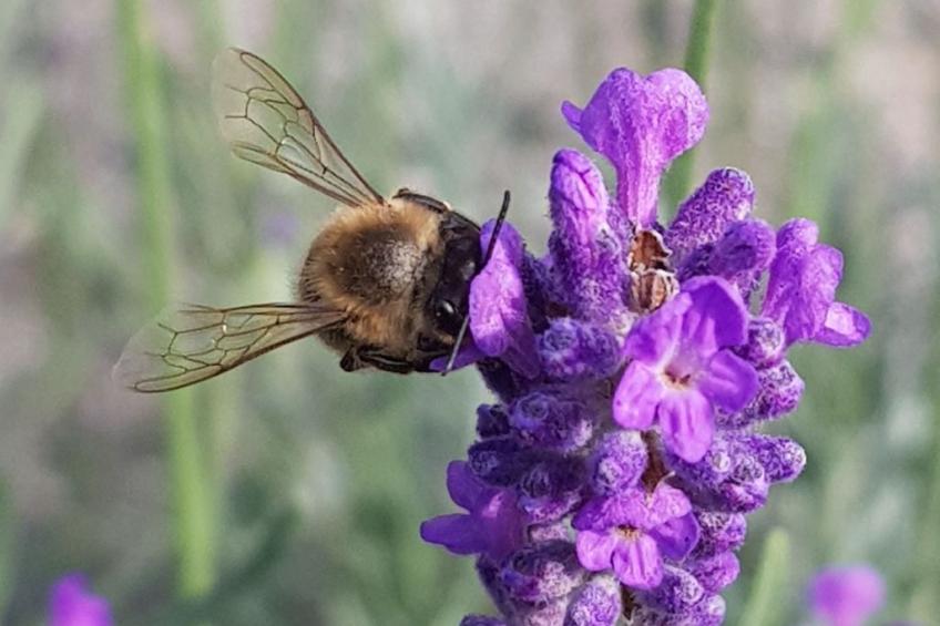 mit Wallbox - foto 24