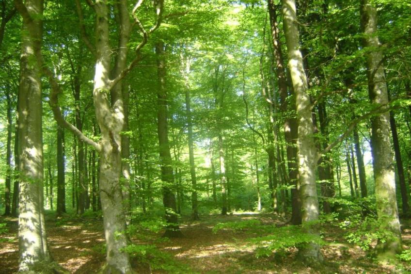 L'Allée verte - foto 32
