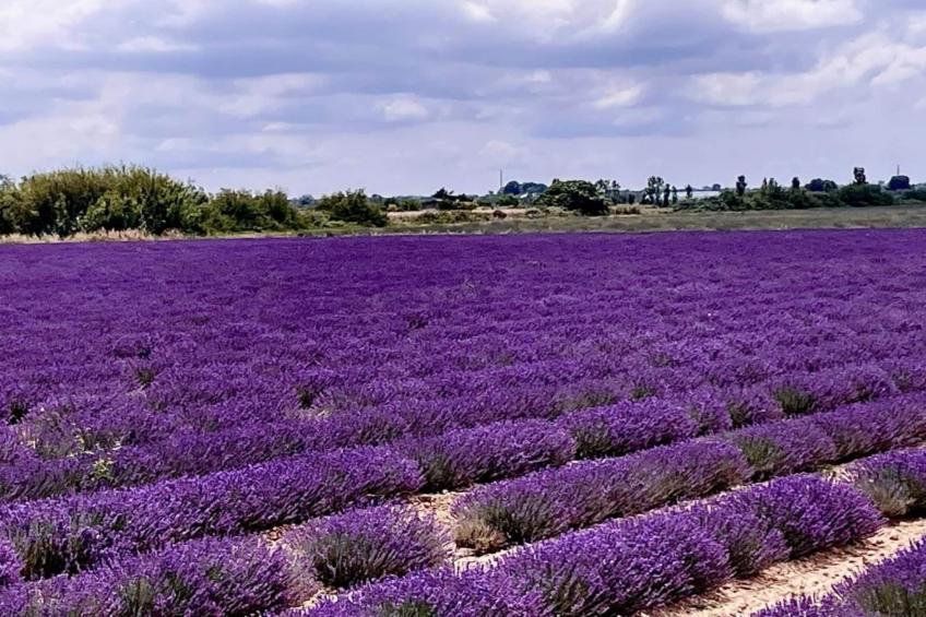 Fleur de Sel - Aigues Mortes - foto 20