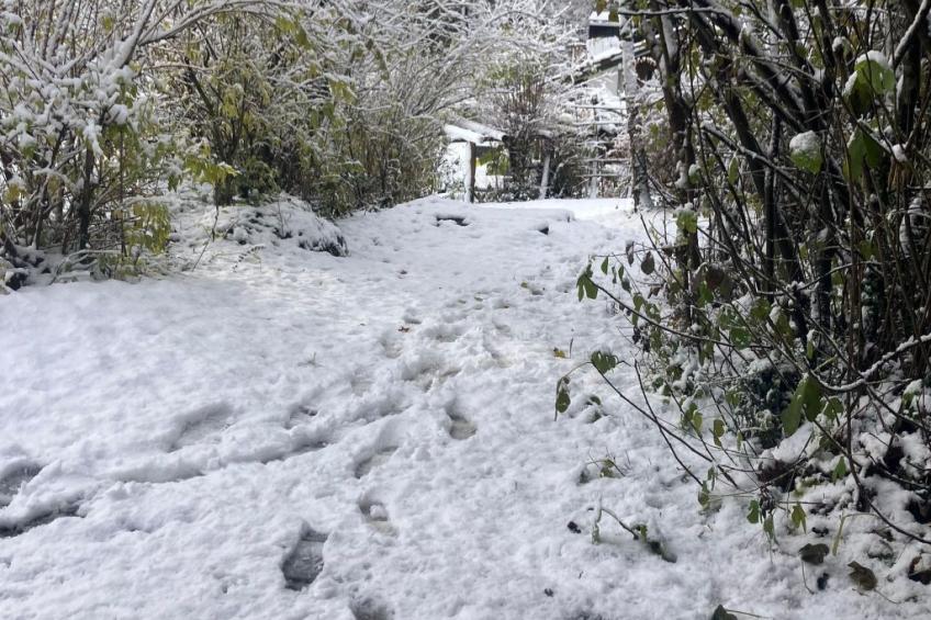 Chalet Regula am See - foto 2