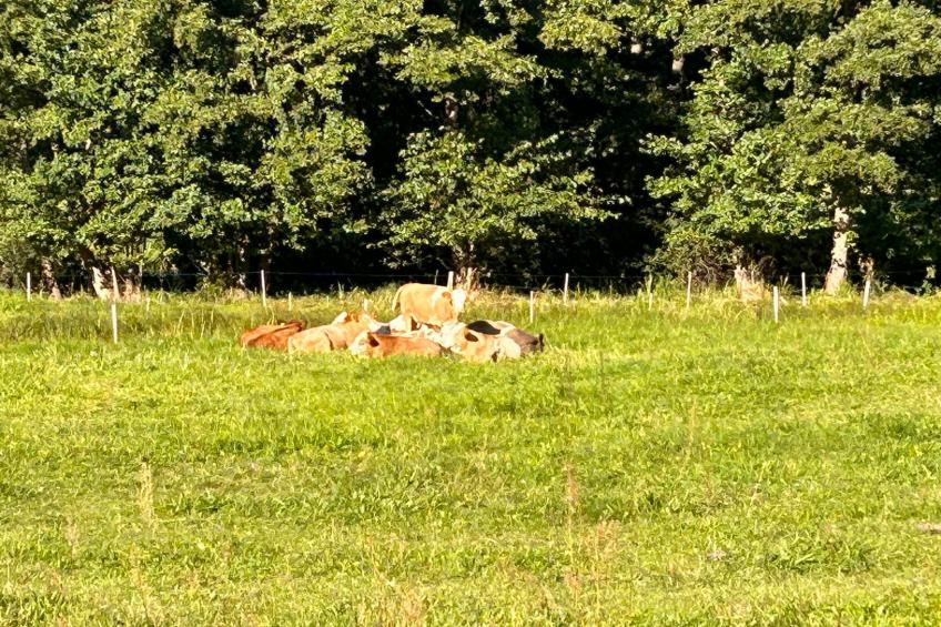 am Schwielochsee - foto 16