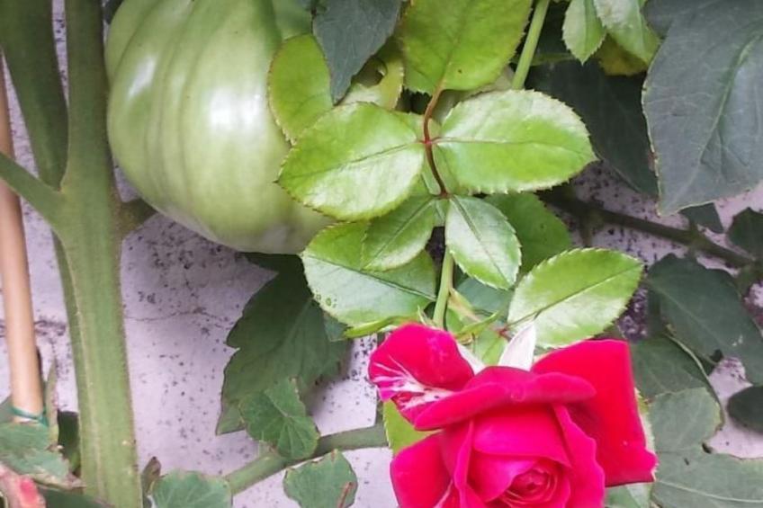 Haus San Cristoforo - Atelier - foto 33