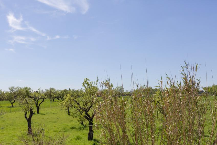 Finca Can Diego - foto 33