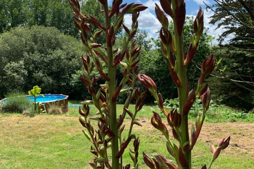 Ty Morgane-Typisch bretonisches Bauernhaus mit Pool - foto 11