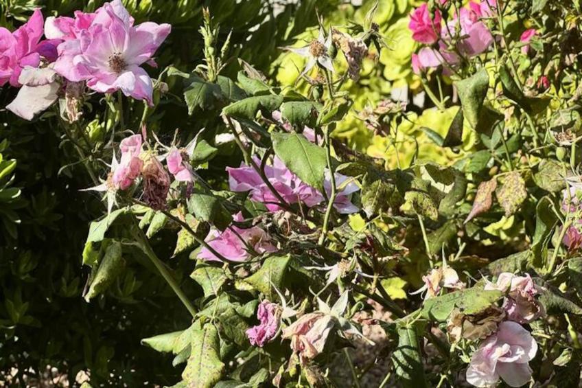 Résidence A Machja - foto 25