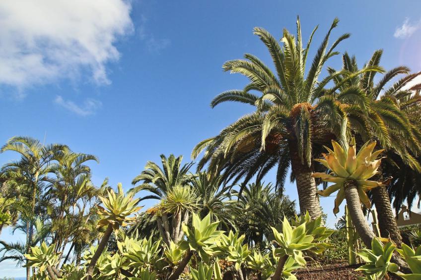 Finca Tocama - foto 17