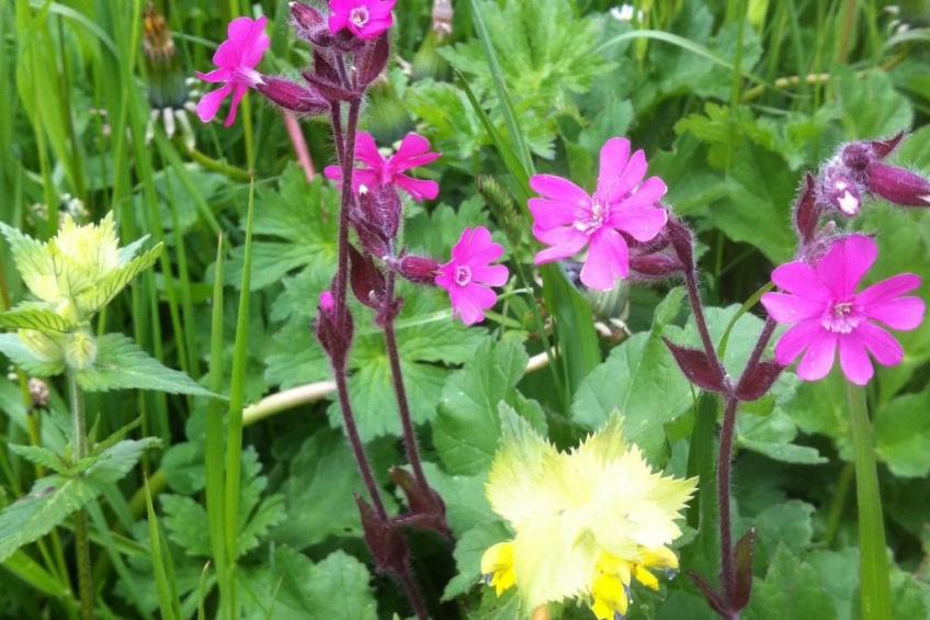 Alpenhof Sonne - foto 46