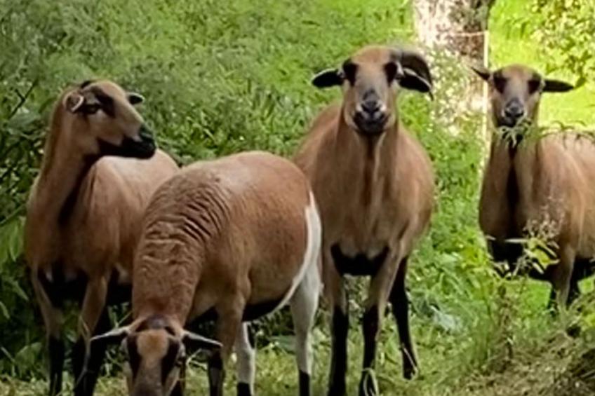 Kellerstöckl am veganen Bio-Lebenshof - Varm - the vegan Farm - foto 50