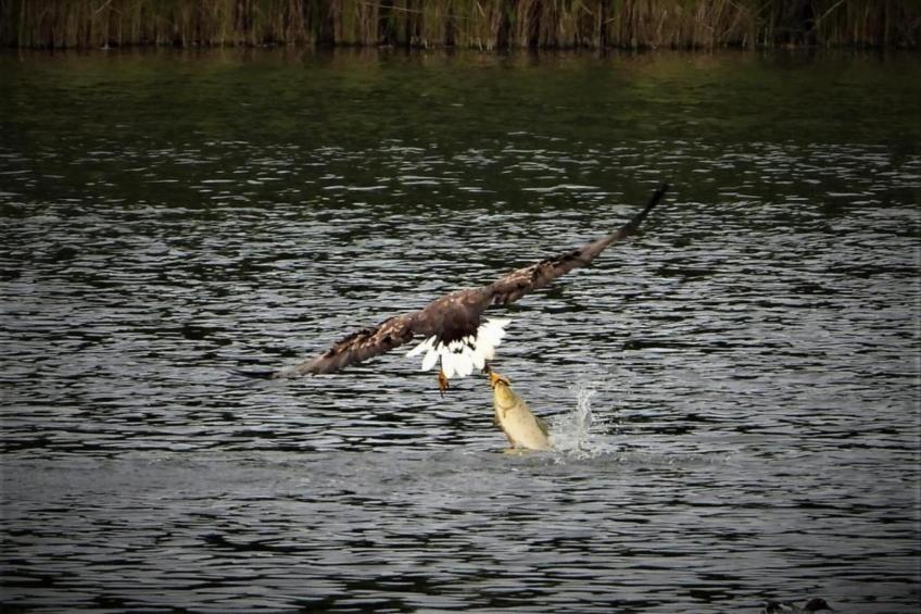 Mobilheim am Goldberger See - foto 20