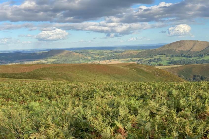 Netley Hall - Angelica - foto 27