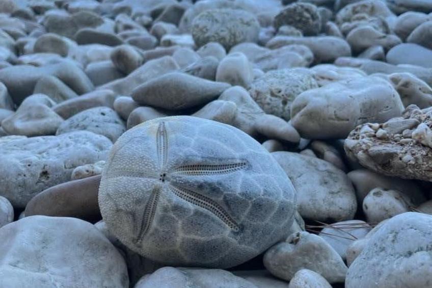 direkt am Strand - foto 24