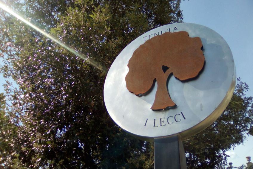 Flache Linde - foto 15