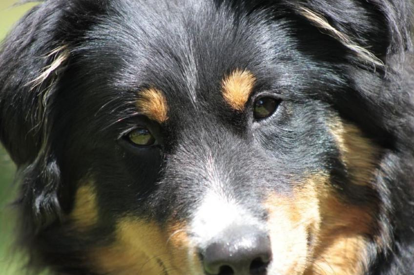 Bio Hof Rosentürmli gross - foto 13