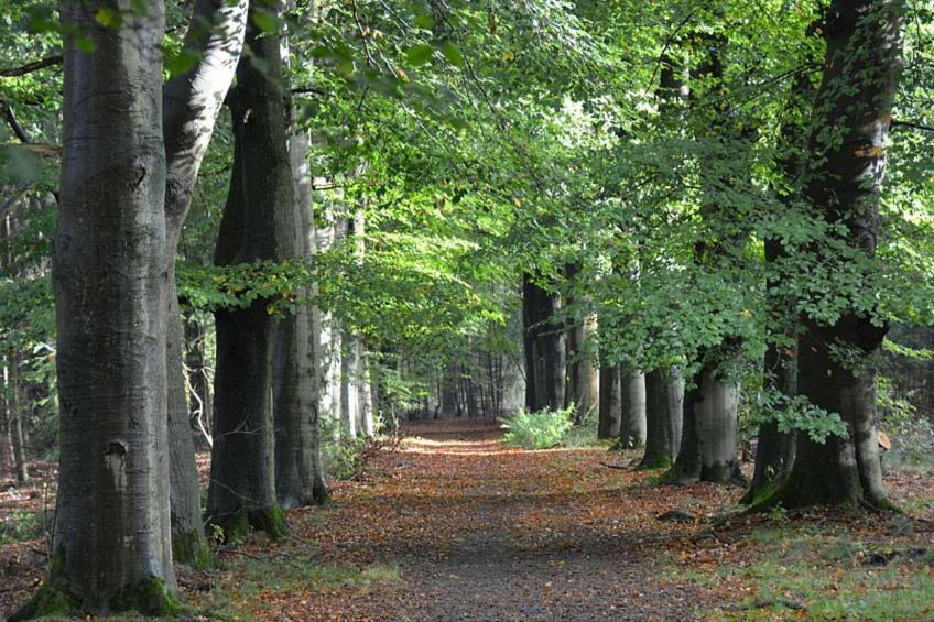 De Douglas - foto 21