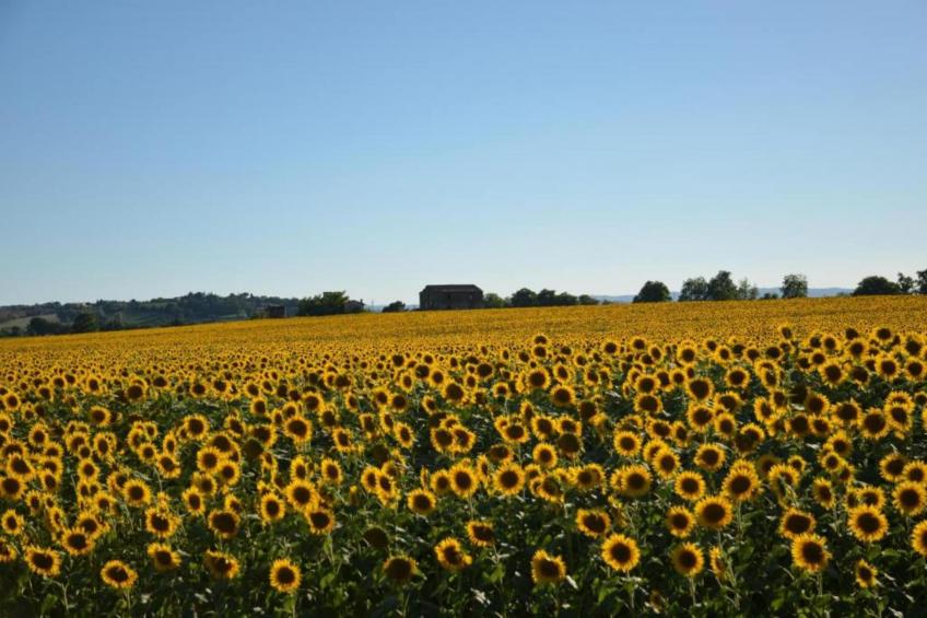 Sparsa Girasole - foto 33