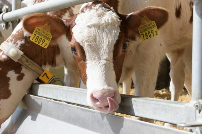 Berghof Hallau kleine Ferienwohnung - foto 17