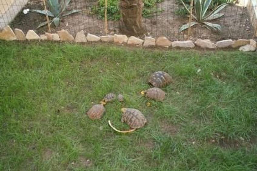 Villa Dusanka - foto 37