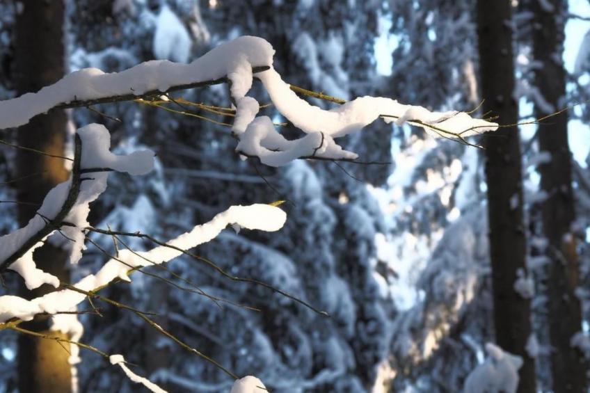 Exklusives Ferienhaus mit Terrasse und Garten - foto 38