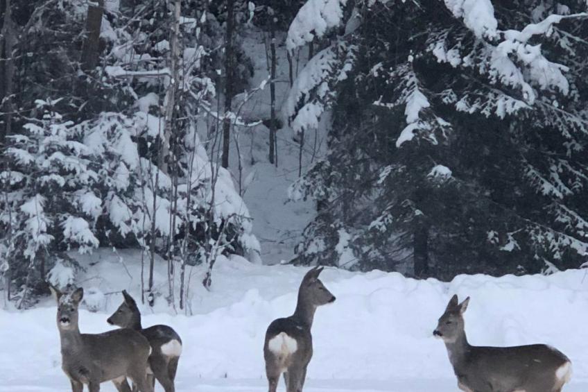 Ölrun Stuga - foto 15