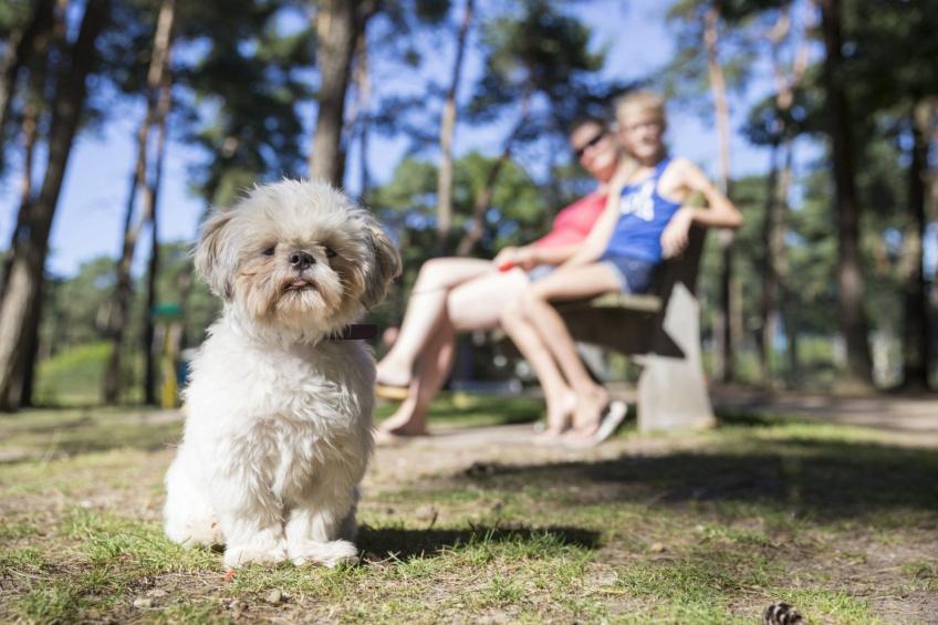 AR Veluwe Mobile home - foto 19