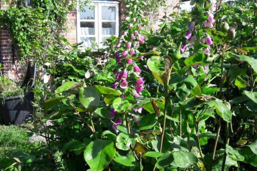 Apartment im Friesenhaus Dikhü - foto 12