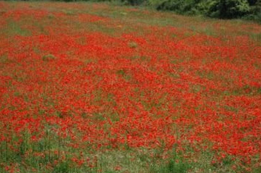 Die kleine Zikade - foto 24