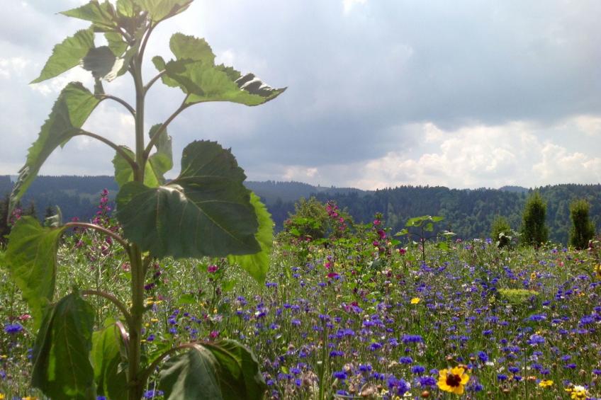 Kräuterhof-Ferienwohnung - foto 17