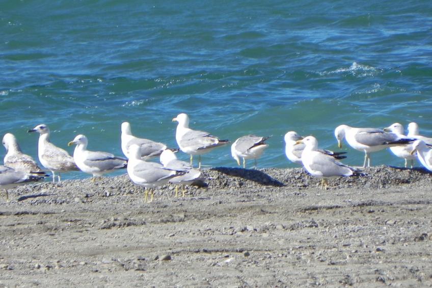 Residence du Grazel - foto 32