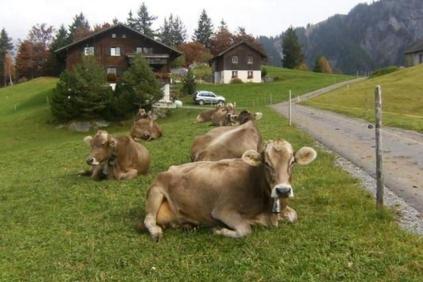 Ferien im grünen links - foto 15