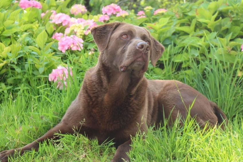 mit Blick auf die Berge - foto 41