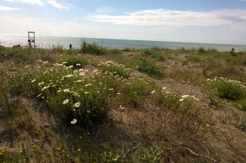 Villa al mare-Azalea - foto 22