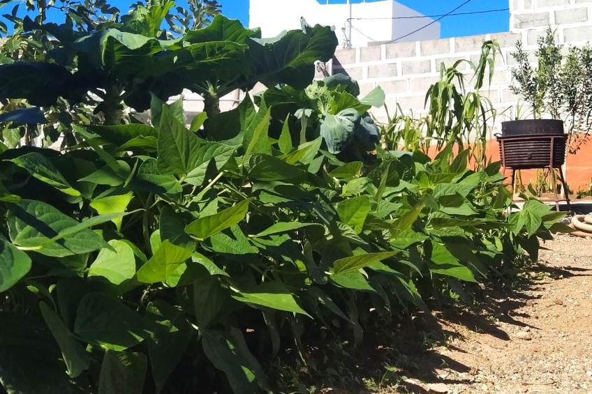 Edara Home - Haus mit privatem Garten - foto 4