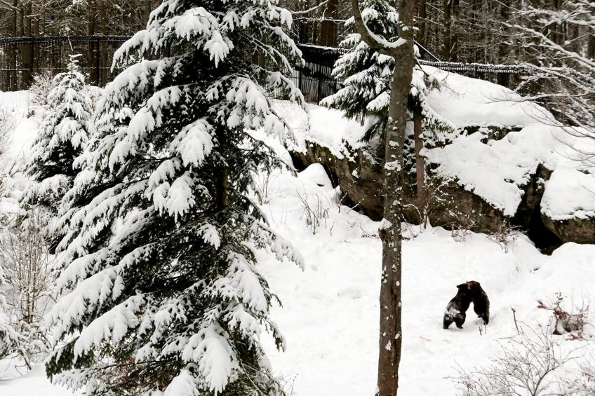 in Waldkirchen mit Garten und Seeblick - foto 27