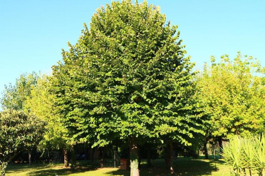 in Cascina mit privatem Parkplatz - foto 32