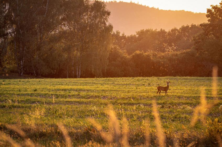 "Valentino" mit Blick auf das Wasser - foto 41