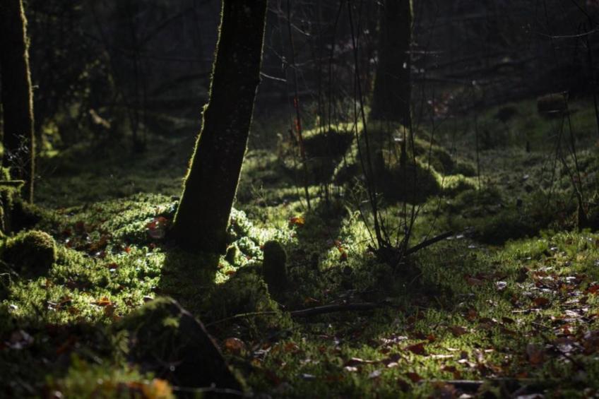 Maison de vacances - LA CHAPELLE-AUX-BOIS - foto 30