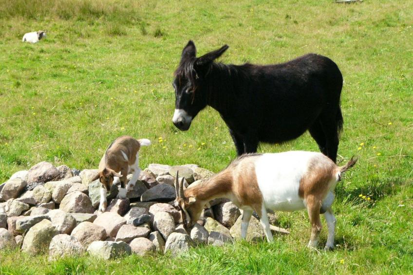 kleine FeWo - foto 6