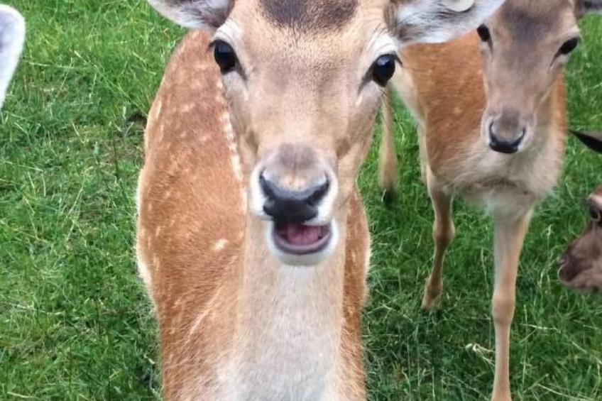 Bauernhof Sal - foto 24