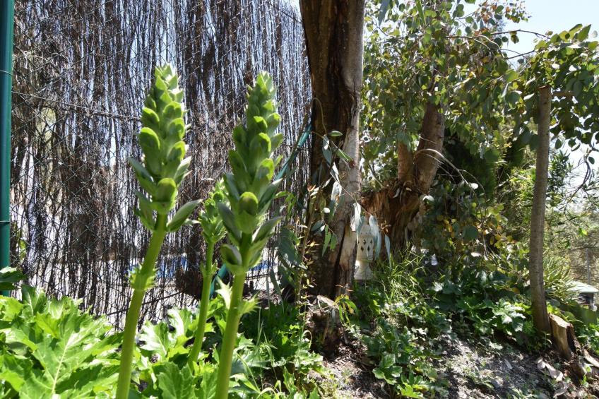 Finca El Corinto - Ein verwunschener Ort - foto 32