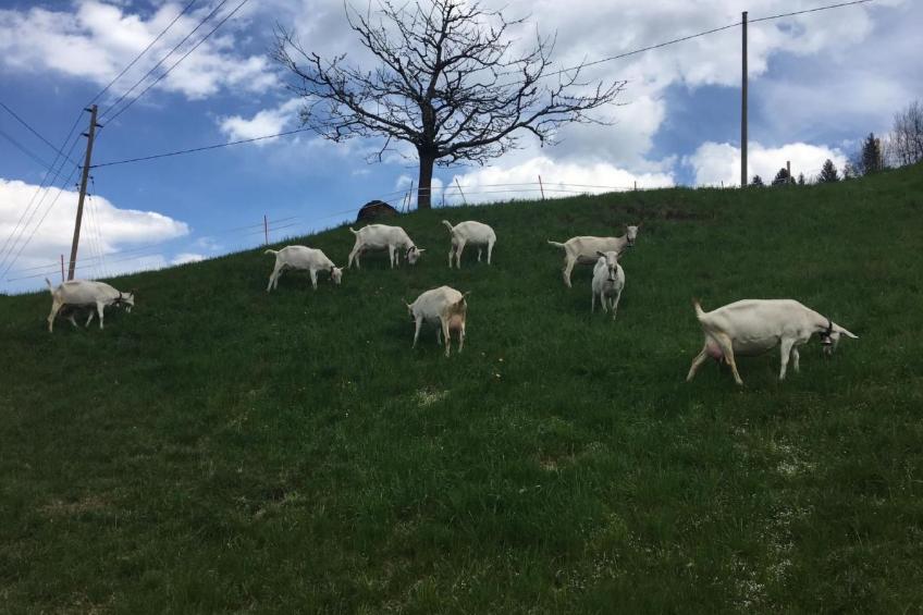 Chalet Park - foto 10